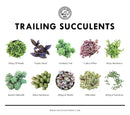 Types of succulents with pictures, Different types of succulents, Succulent Identification Chart, Succulent Types, Identifying Types of Succulents with pictures