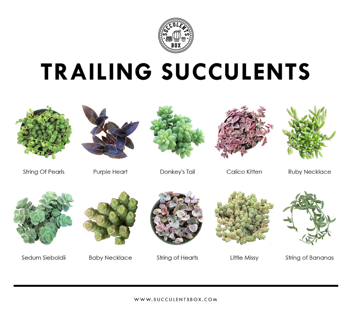succulent chart poster Whole Collection of Printable Succulents Art | Succulents Home Office Decor