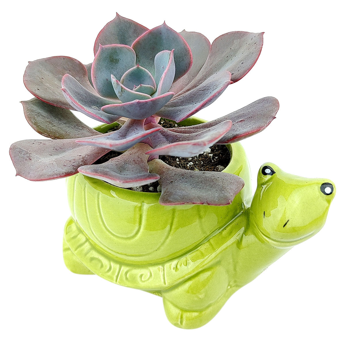 Turtle Pot for sale, Cute Ceramic Succulent Pot, Turtle Planter Decor, Craft Supplies, Succulent Gift Ideas, Turtle Succulent Pot