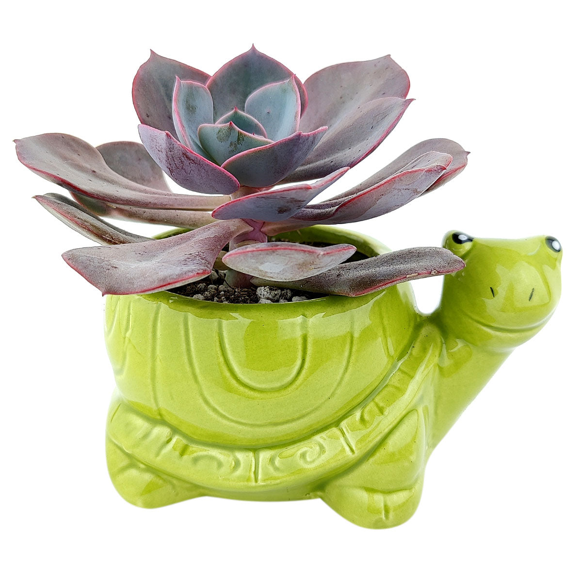 Turtle Pot for sale, Cute Ceramic Succulent Pot, Turtle Planter Decor, Craft Supplies, Succulent Gift Ideas, Turtle Succulent Pot