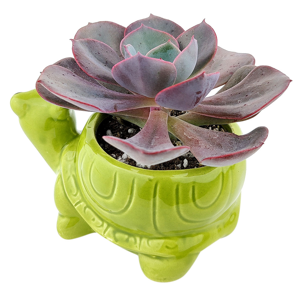 Turtle Pot for sale, Cute Ceramic Succulent Pot, Turtle Planter Decor, Craft Supplies, Succulent Gift Ideas, Turtle Succulent Pot