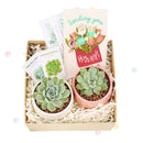 Valentines Day Gifts for Her 2024, Best Valentines Day Ideas for Him, 2024 Valentine&#39;s Day Gifts For Him, Succulent Gifts for Valentine&#39;s Day, Succulents For Valentine&#39;s Day, Succulent Plant Gift Ideas For Valentine&#39;s Day