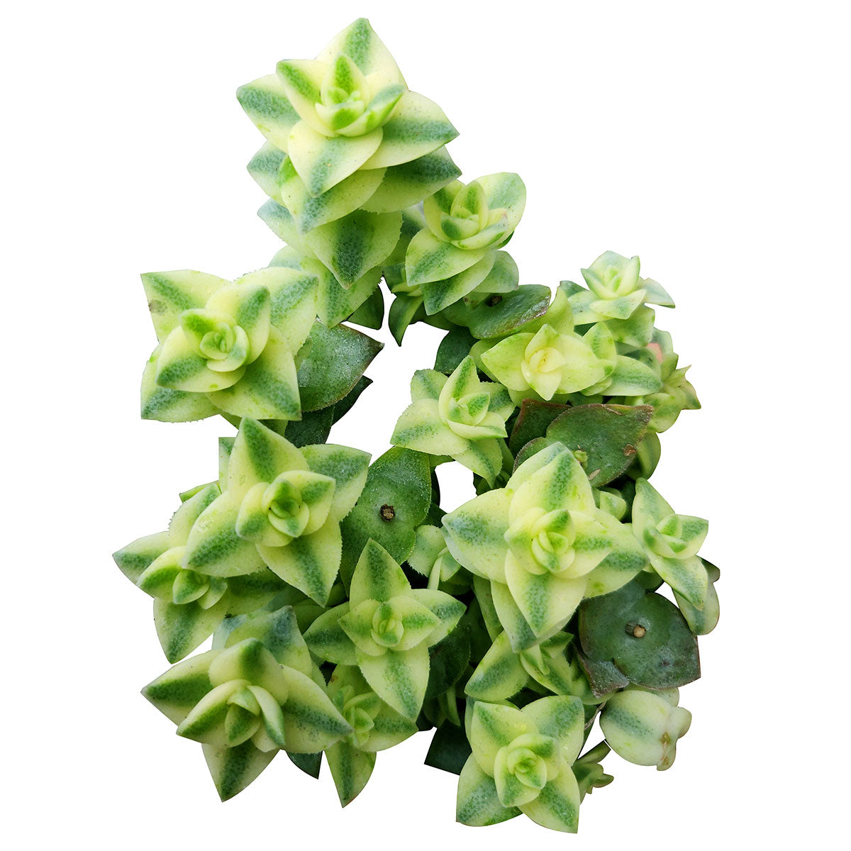 succulent button Variegated String of Buttons for Sale