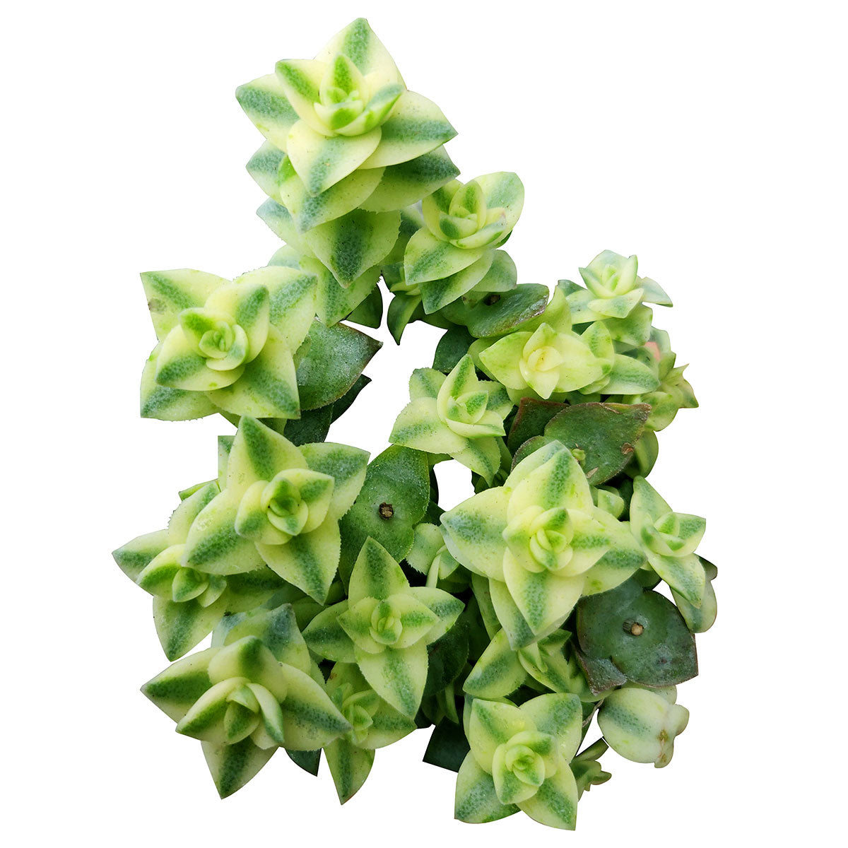 Variegated String of Buttons, succulents store in CA, succulent plant, succulents garden, monthly succulents, succulent care, Rare succulents, Succulents, Succulents shop near me, Variegated String of Buttons in California, How to grow Variegated String of Buttons, crassula, crassula plant, crassula succulent, crassula types, crassula varieties, types of crassula, crassula species, crassulas, succulent crassula