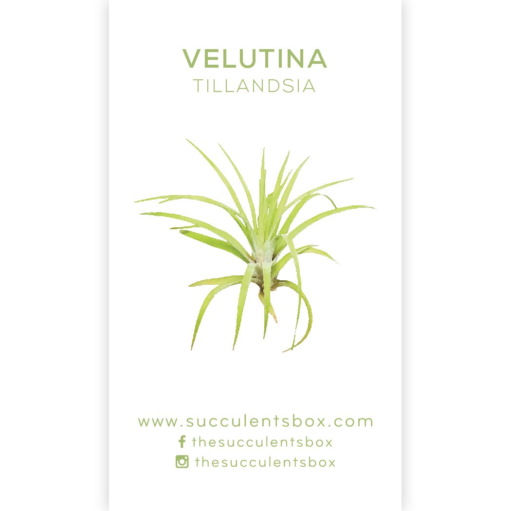 air plant identification guide Know Your Air Plants: Identification Cards
