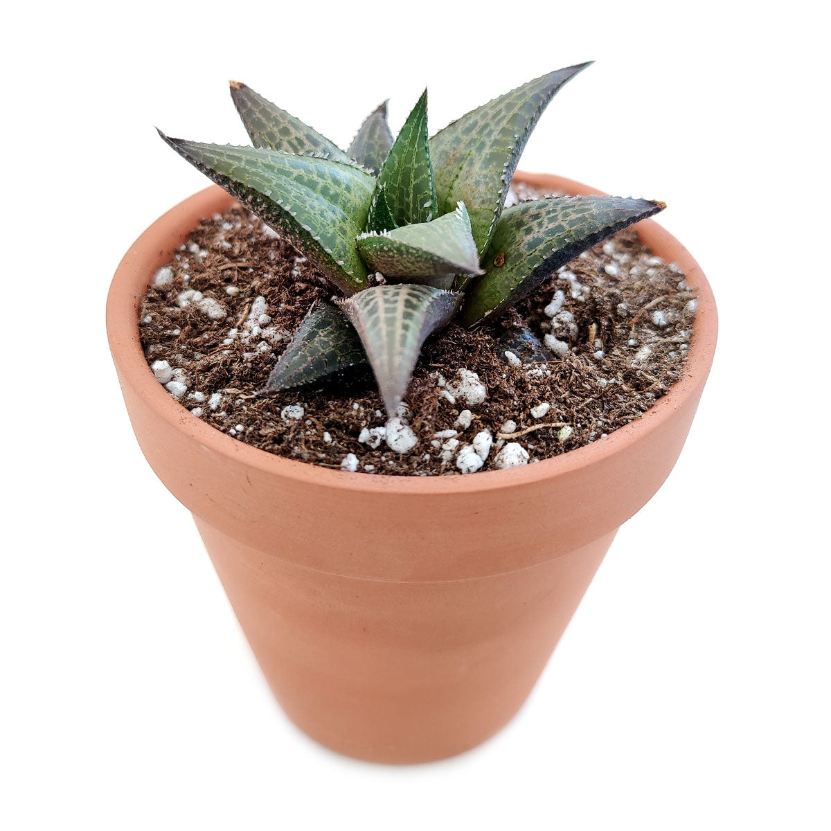 venosa succulent Haworthia Venosa Succulent Plant with Care Instruction 2 inch / White Modern Pot by Succulents Box