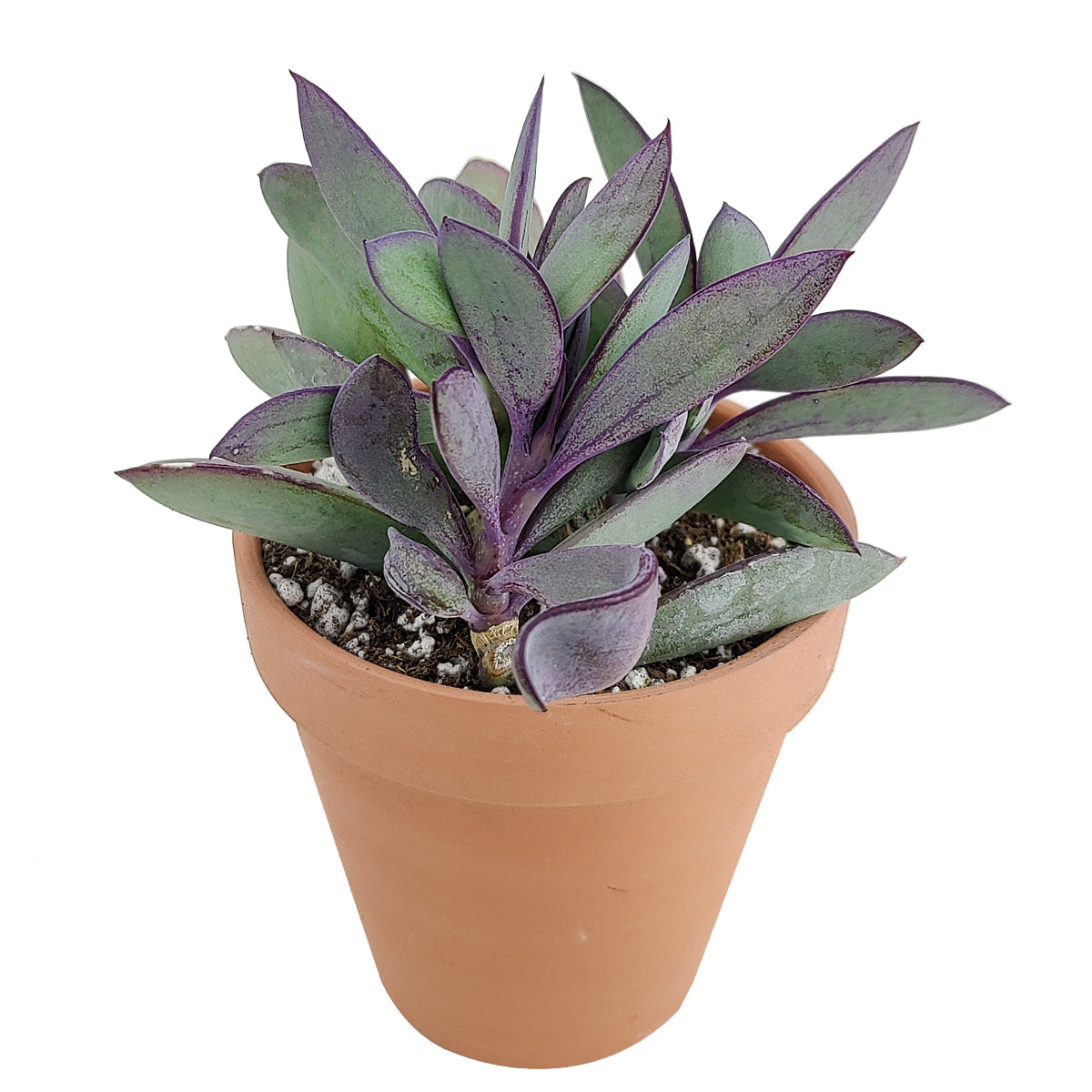 tall round leaf succulent Vertical Leaf Senecio Crassissimus Succulent | Care Guide