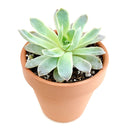 How to grow Echeveria violet queen, How to care echeveria succulents for thanksgiving, Easter echeveria gift, echeveria, echeveria succulent, echeveria types, succulent echeveria, buy succulents online, succulent shop, succulent store, echeveria plant, indoor succulents