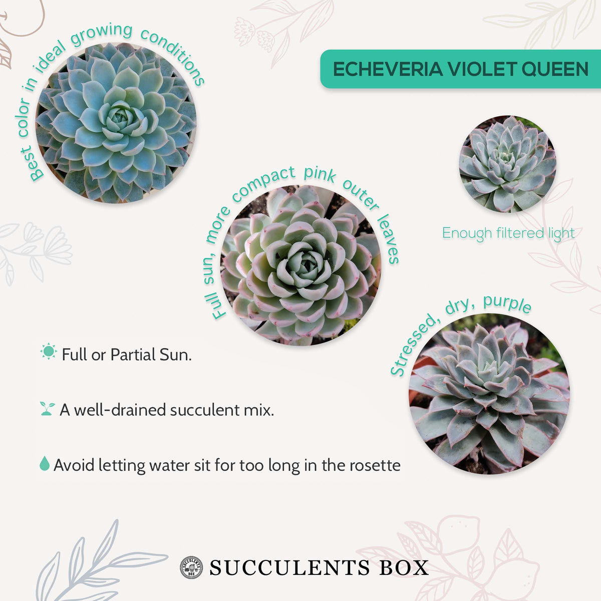 How to care for Echeveria Violet Queen Succulent, How to make your succulent pink, How to change succulent color, How to make Echeveria Violet Queen turn pink, Succulent turning pink, How to make succulents change color, How to grow colorful succulents, echeveria, echeveria succulent, echeveria types, succulent echeveria, buy succulents online, succulent shop, succulent store, echeveria plant,  indoor succulents