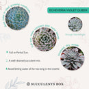 How to grow Echeveria violet queen, How to care echeveria succulents for thanksgiving, Easter echeveria gift, echeveria, echeveria succulent, echeveria types, succulent echeveria, buy succulents online, succulent shop, succulent store, echeveria plant, indoor succulents