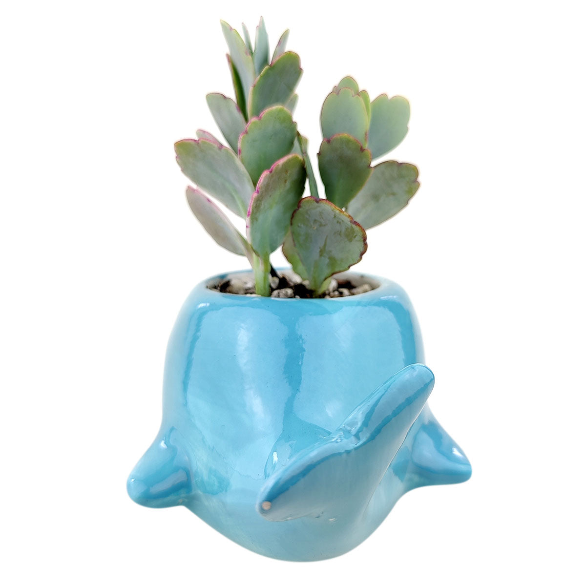 whale succulent planter Whale Pot | Mini Animal Pot for Succulents, Cacti and Flowers