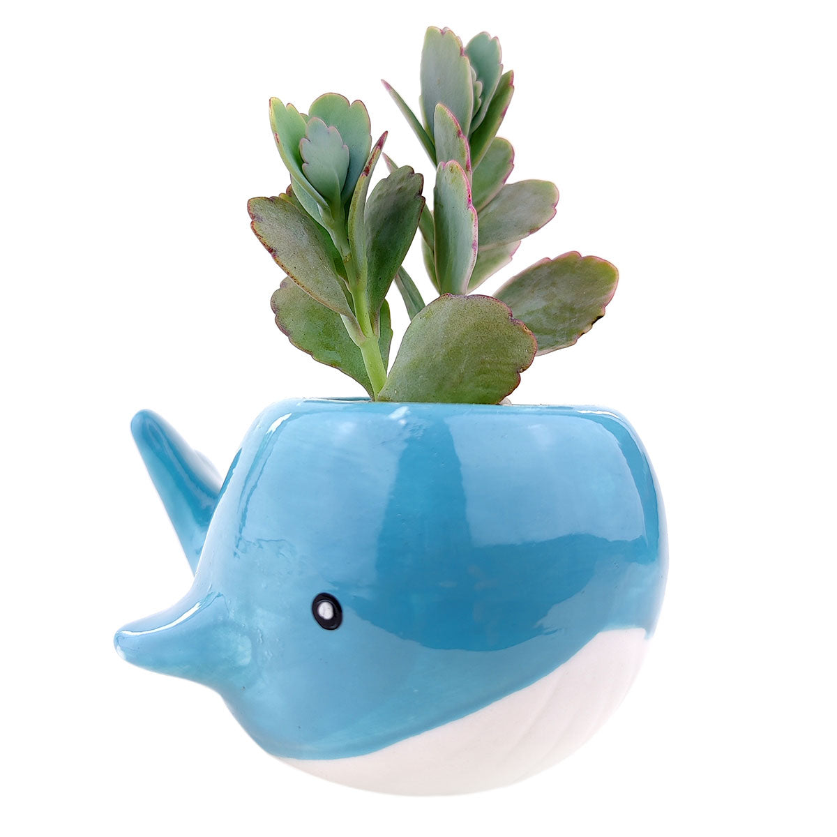 Whale Pot Pot for sale, Ceramic mini pot for succulents and flowers, Ceramic Whale Pot Pot, Cute succulent planter, ideal gifts for mom, Whale Pot for sale