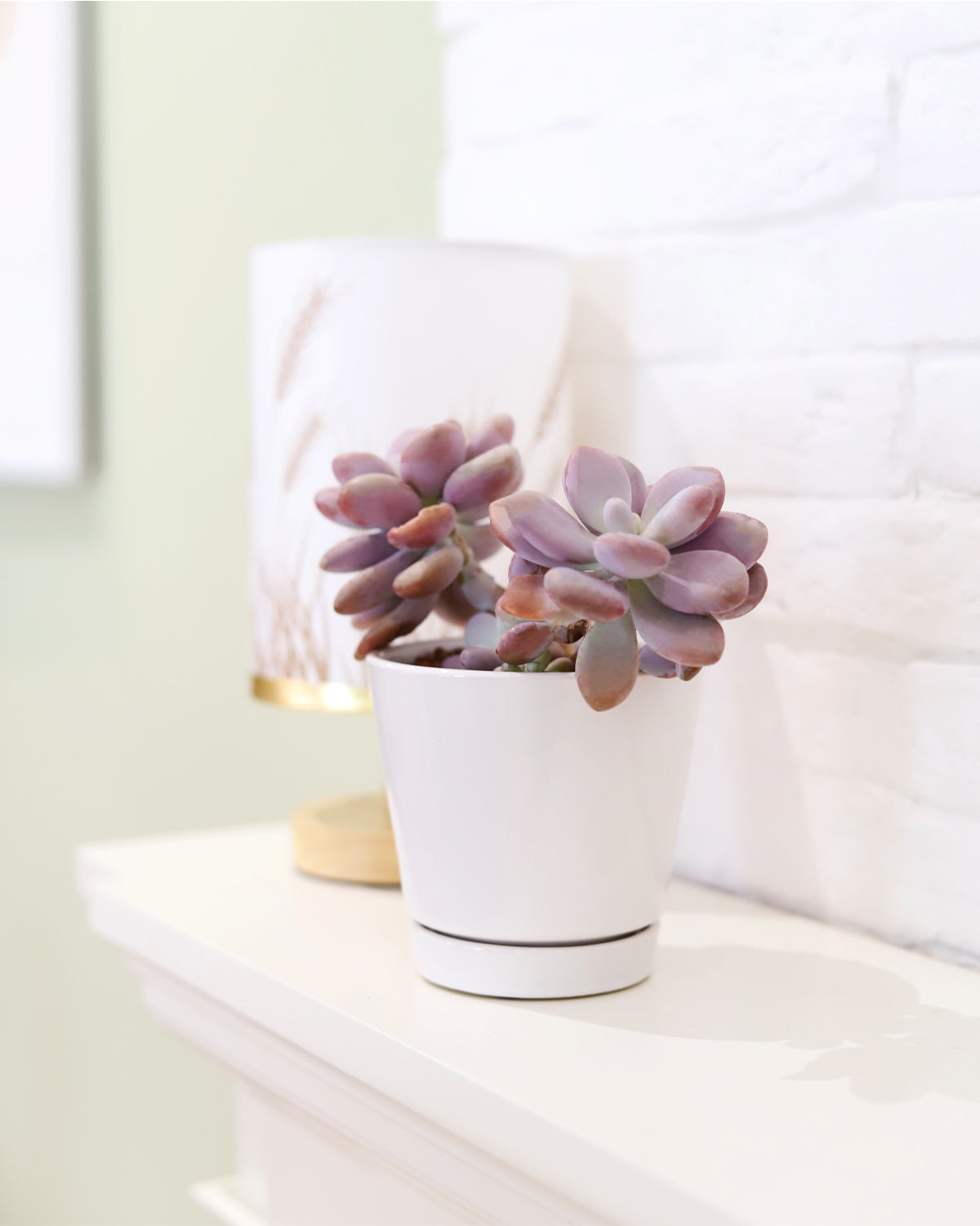 buy planting pots online Pack of 3 White Minimalist Ceramic Pots, Buy Decorative Plant Pot Online