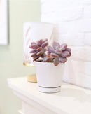 White pot pack, modern pot for houseplants and succulents, minimalist pot with drainage hole and saucer