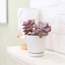 Live 6&quot; Succulent with 6&quot; Minimalistic Pot