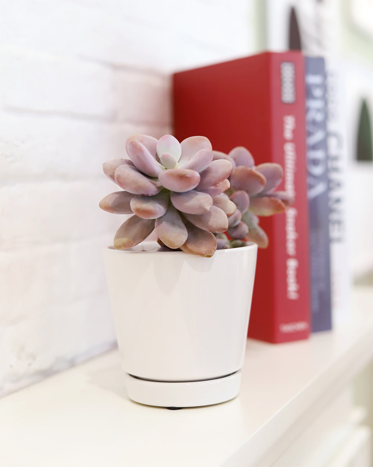 white mini plant pots Pack of 3 White Minimalist Ceramic Pots, Buy Decorative Plant Pot Online