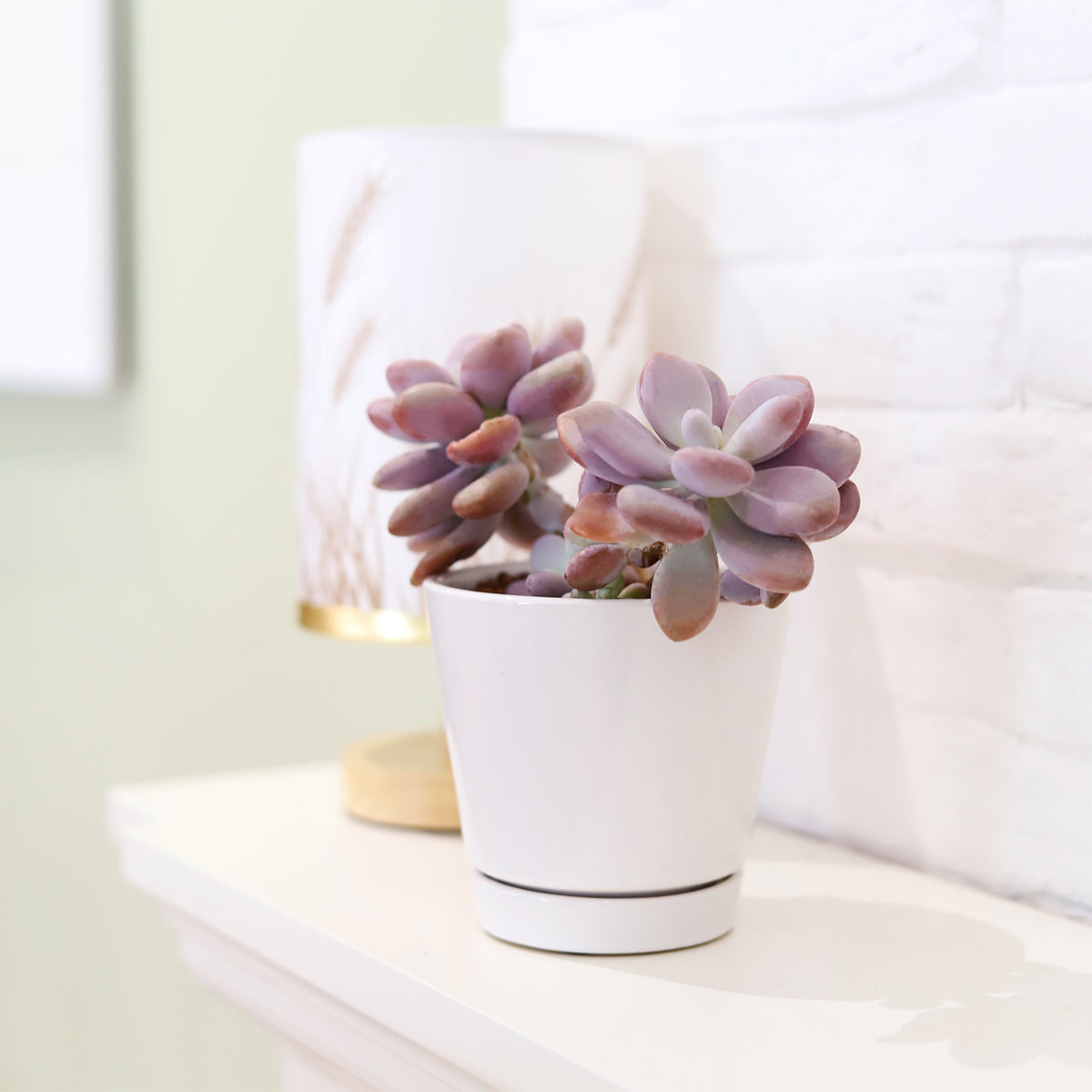 4 inch White Minimalist Pot with Saucer