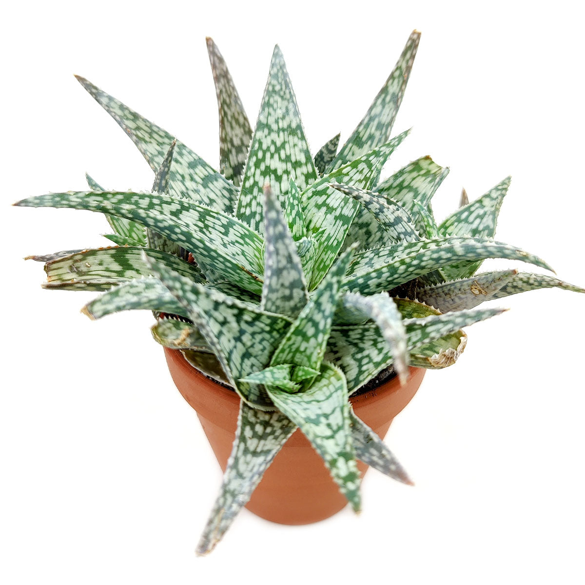 white beauty aloe vera plant White Fox Aloe for Sale