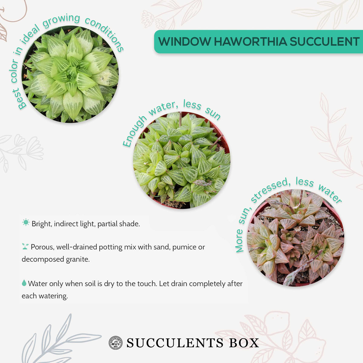 How to care for Window Haworthia Succulent, How to make your succulent pink, How to change succulent color, How to make Window Haworthia turn pink, Succulent turning pink, How to make succulents change color, How to grow colorful succulents. indoor succulents