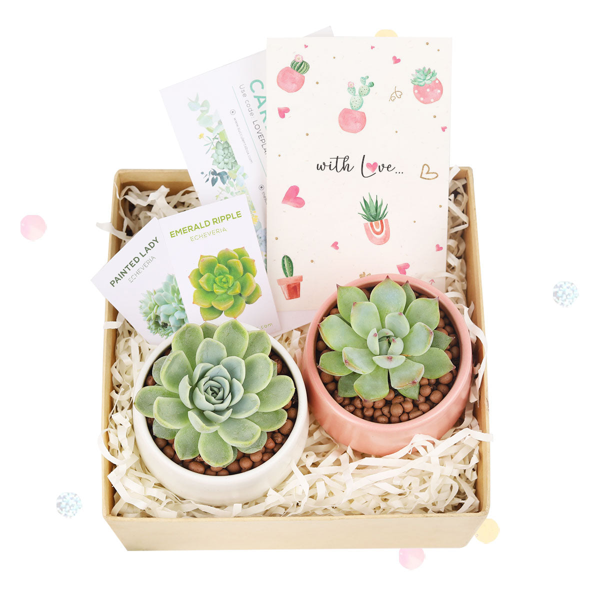 EcoFriendly Succulent Gift Box for Employee, Corporate Gift Succulents For Sale Online, Succulent Thank You Gift Ideas, Thank you gift for your staff, Customizable Gift Boxes for employees and clients, Office gift for employees, Employee appreciation day ideas, Succulent Plants for Clients &amp; Employees for sale 2025