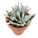 Senecio scaposus for sale, Rare succulents, succulents garden, how to grow succulents, succulent care, succulents store in CA, succulent care guide, indoor succulents, monthly succulents, Senecio scaposus in California, How to grow Senecio scaposus