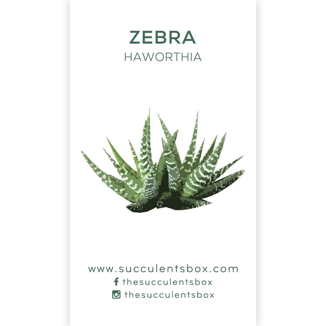 Succulent ID Cards for sale, Airplant ID Cards for sale, Succulent Care Cards, ID Cards for Specific Succulents, Identifying Types of Succulents, Types of Succulent Plants, How to identify Types of succulents, Succulents Gift Ideas, How to care for Types of Succulents. indoor succulents.