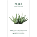 Succulent ID Cards for sale, Airplant ID Cards for sale, Succulent Care Cards, ID Cards for Specific Succulents, Identifying Types of Succulents, Types of Succulent Plants, How to identify Types of succulents, Succulents Gift Ideas, How to care for Types of Succulents. indoor succulents.