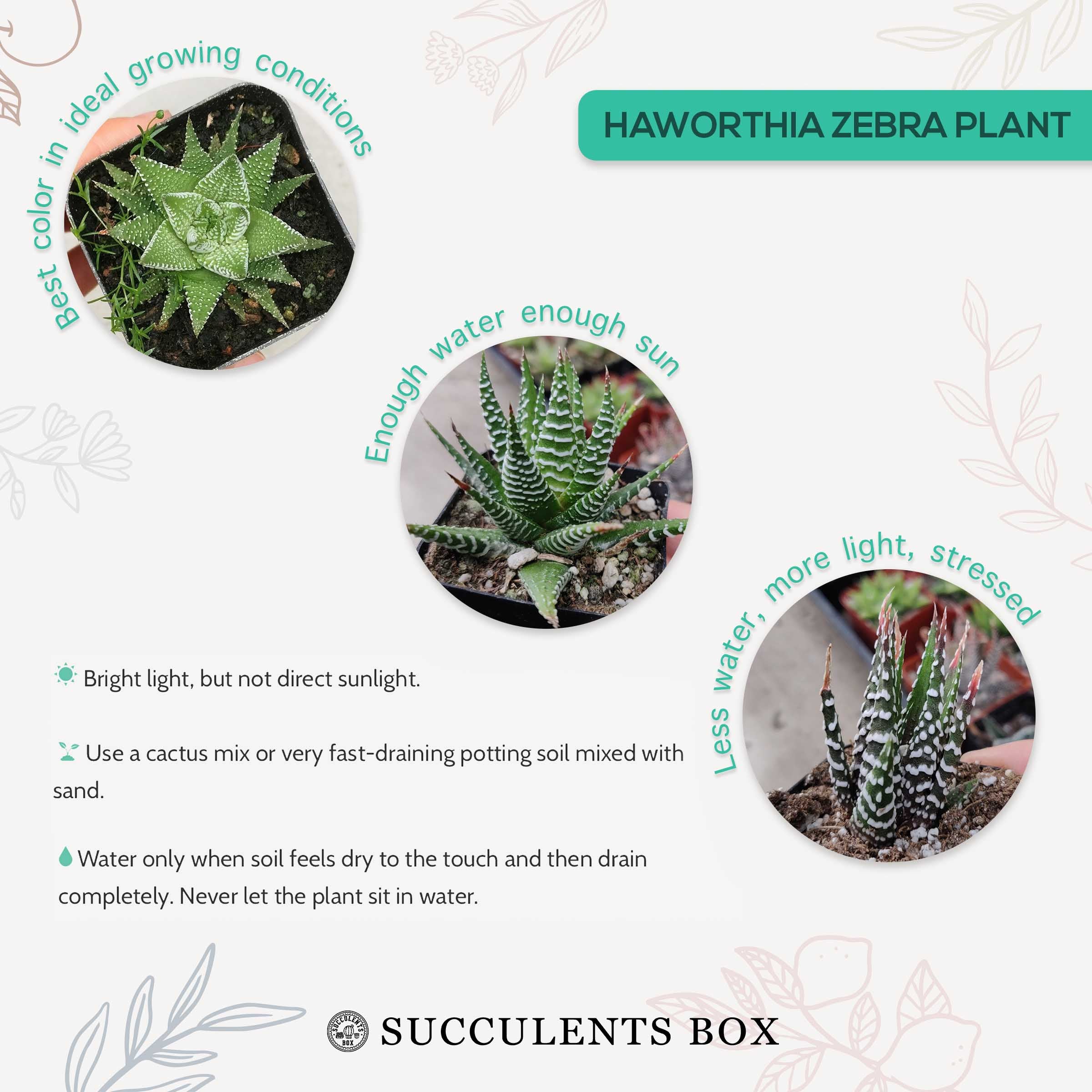 succulents box haworthia zebra plant Haworthia Zebra Plant