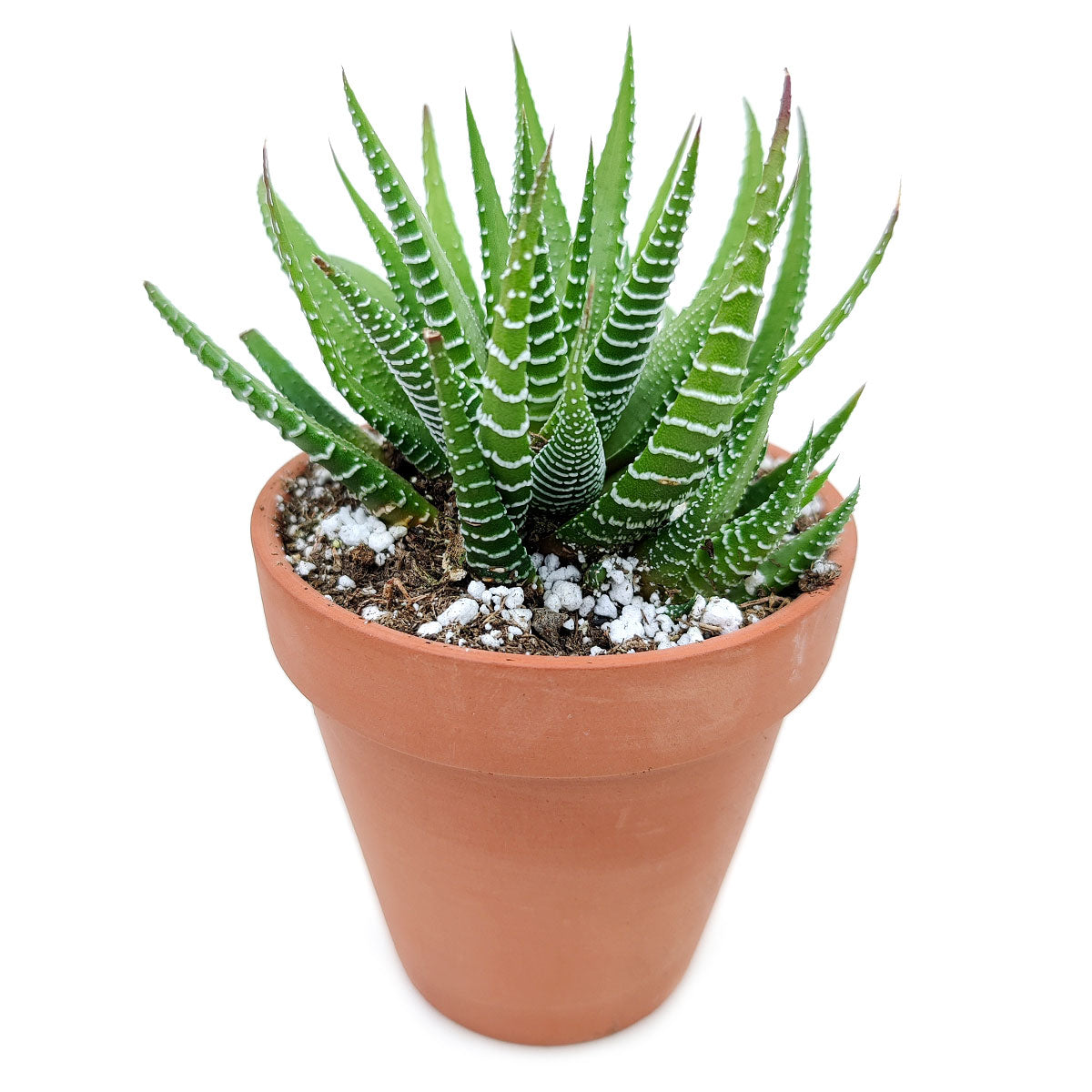 Haworthia zebra plant for sale, Succulents, how to grow succulents, succulent care tips, succulents garden, succulent subscription, succulent plant, succulents shop in California, cactus, Haworthia zebra plant in California, How to grow Haworthia zebra plant. indoor succulents.