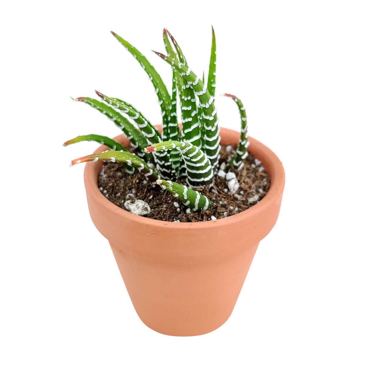 zebra plant succulent scientific name Haworthia Zebra Plant