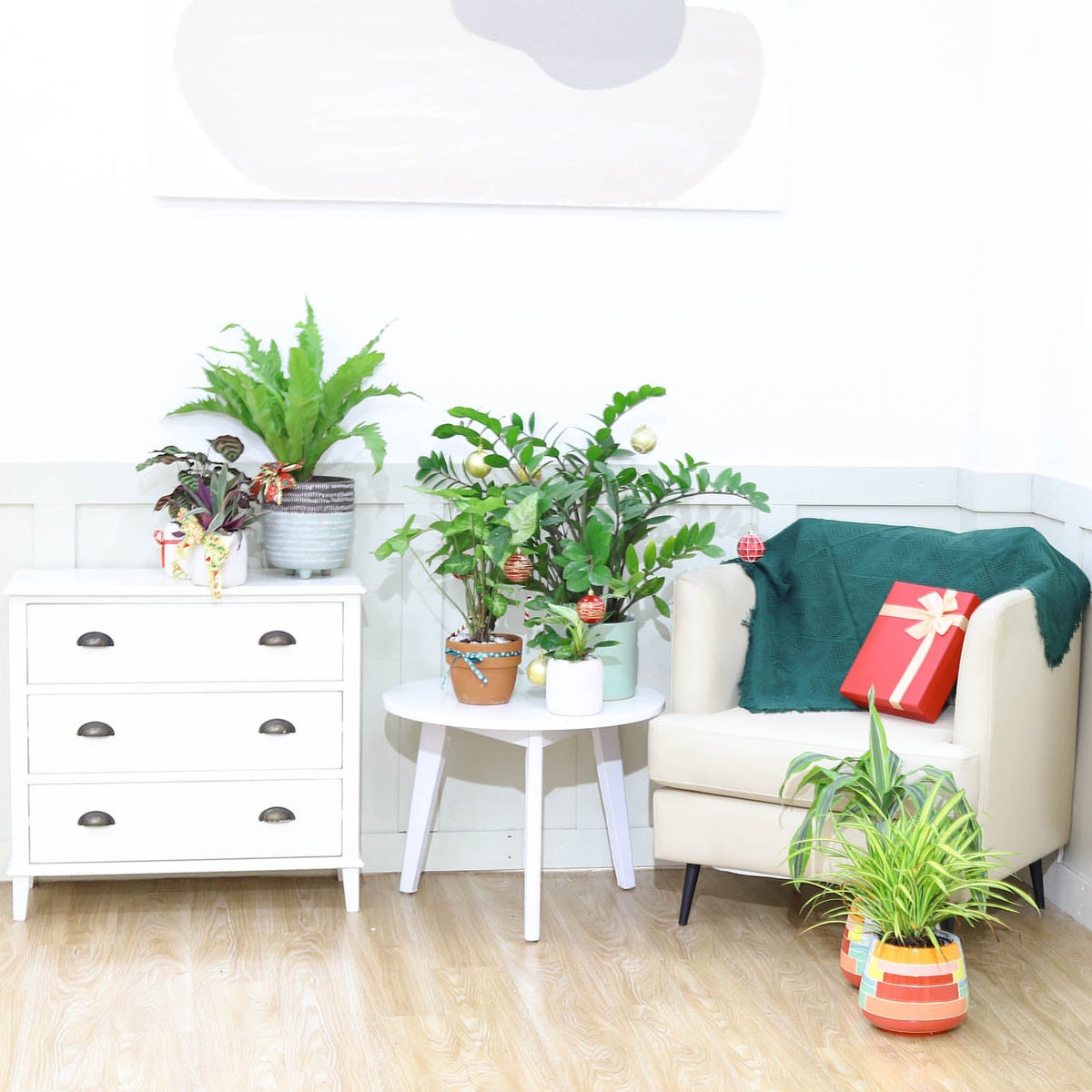 buy ZZ Plant with pot online, when to water zz plant, zz plant