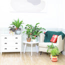 buy ZZ Plant with pot online, zz plant, 4 inch zz plant