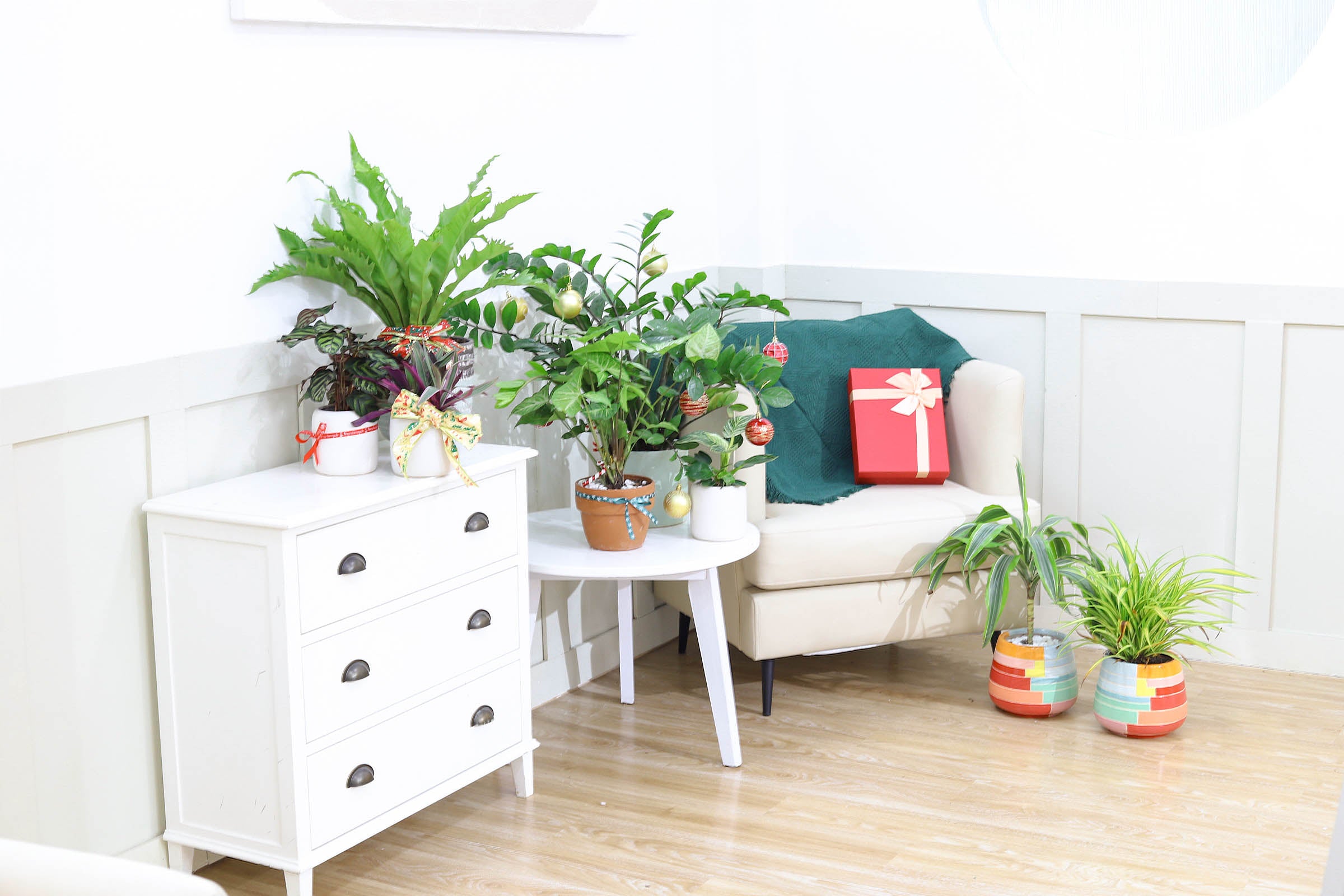 dracaena cintho indoor Dracaena Cintho - Air Purifying Houseplants for Delivery