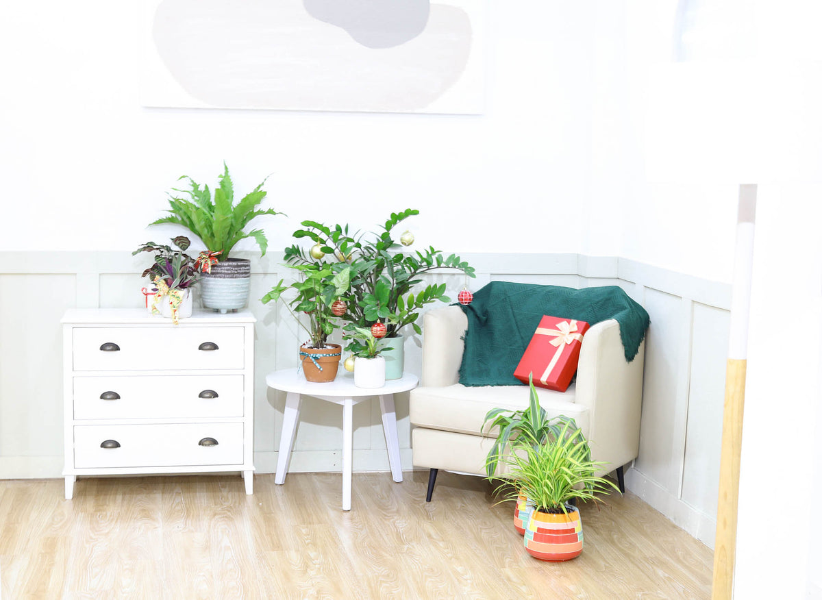 live plant gifts, Dracaena Cintho for sale, how to care for Cintho plant