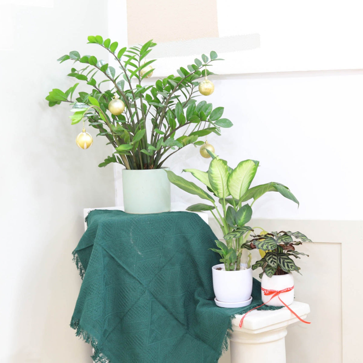 easy to care houseplant for beginners, low light houseplant, zz plant for sale