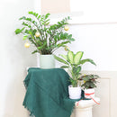buy ZZ Plant with pot online, zz plant, 4 inch zz plant