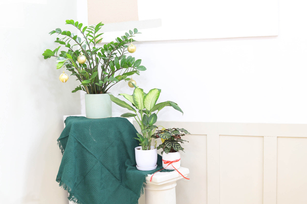 Peacock Plant with Colorful Foliage, Medium to Bright Light Houseplant, Calathea Makoyana Peacock in 4 inch white pot