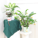 buy ZZ Plant with pot online, zz plant, 4 inch zz plant