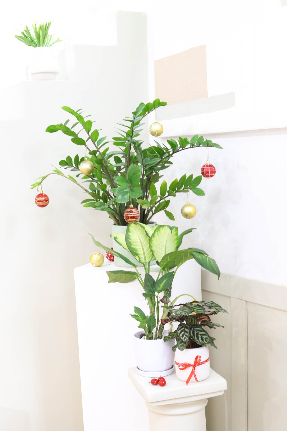 Calathea Makoyana Peacock in ceramic for sale, buy Calathea Makoyana Peacock in pot online