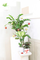 Calathea makoyana Peacock, Calathea makoyana, Peacock plant, Calathea Peacock, Calathe Peacock for sale, Calathea Peacock care, Calathea Peacock near me, Peacock plant care guide, how to care for Calathea Peacock plant, Calathea Makoyana indoor care, Peacock houseplant